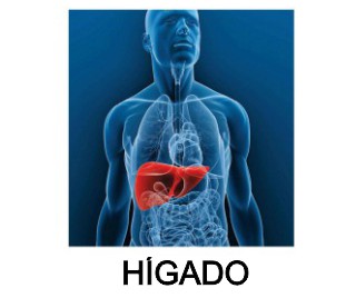 HIGADO LM LIVER