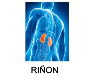 RION  KIDNEY