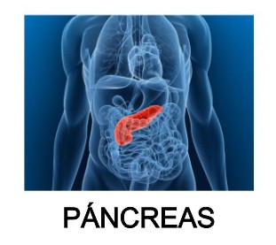 pancreas manha