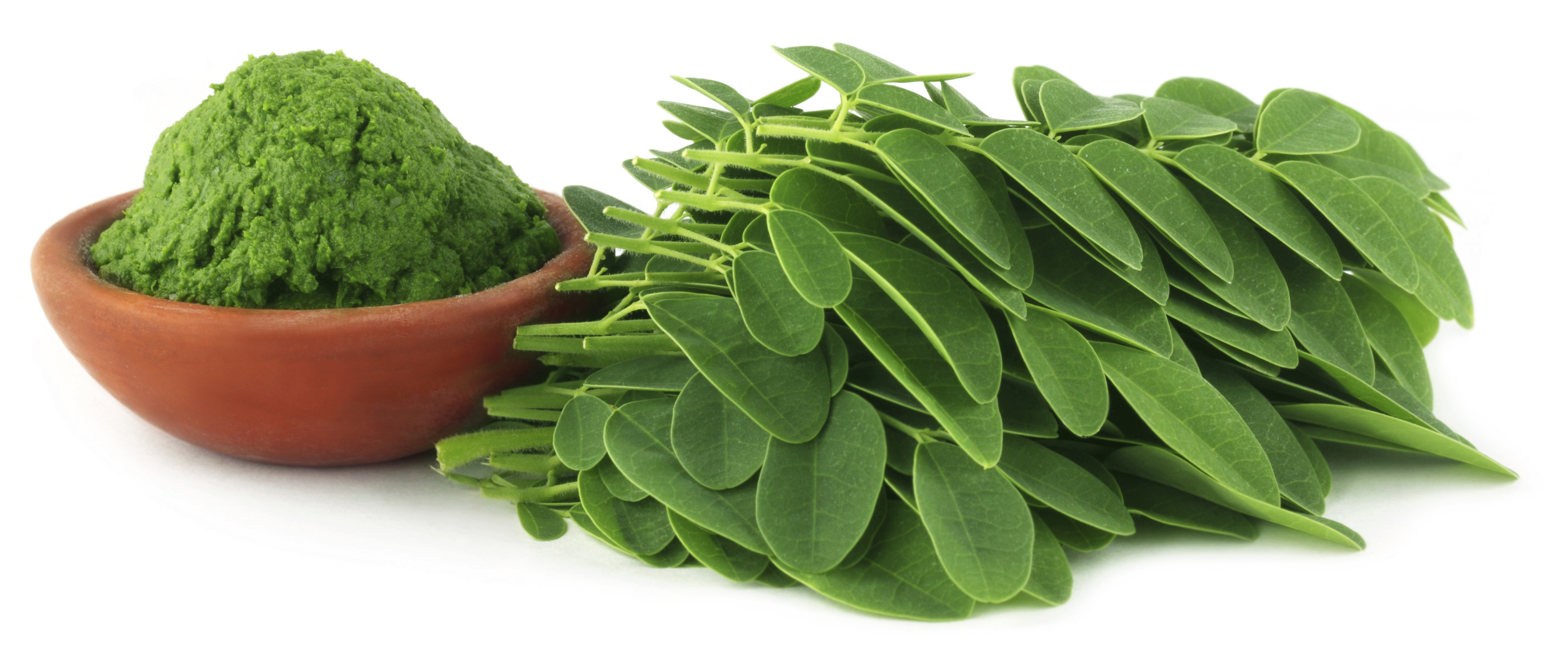 la moringa organica