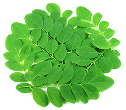 gI 100884 moringa leaves 2 large